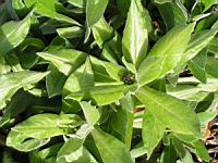 Centaurea montana (fam Composees) (Europe centre et sud) (4) (Photo F. Mrugala)